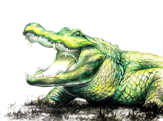Alligator 36