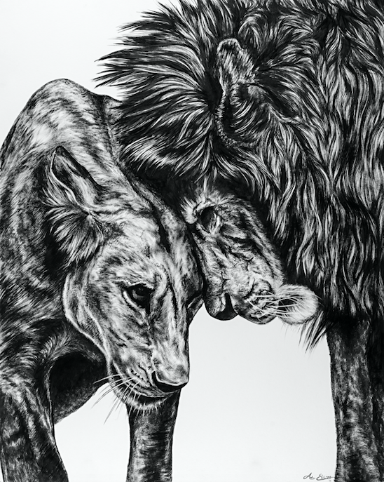 Animal Series- Lions