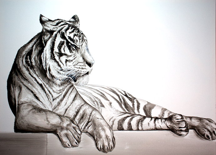 Animal Series- Tiger - Black on White